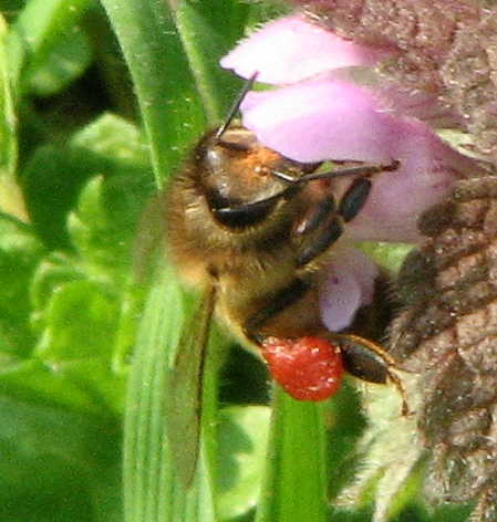 Apis mellifera con polline rosso